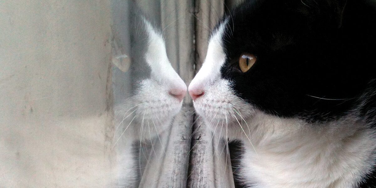 Are Cats Happier Indoors Or Outdoors?