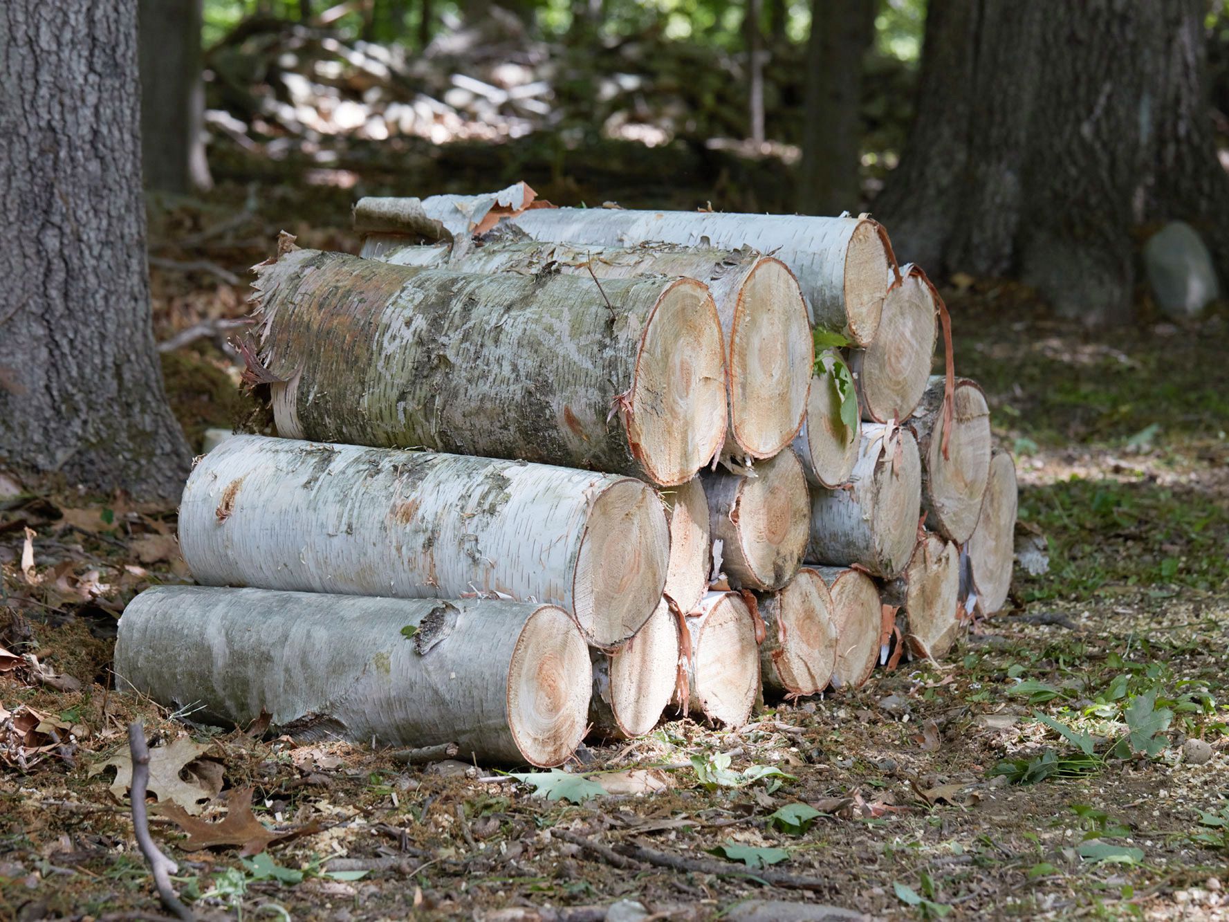 How Do You Know if a Log is Good for Firewood?