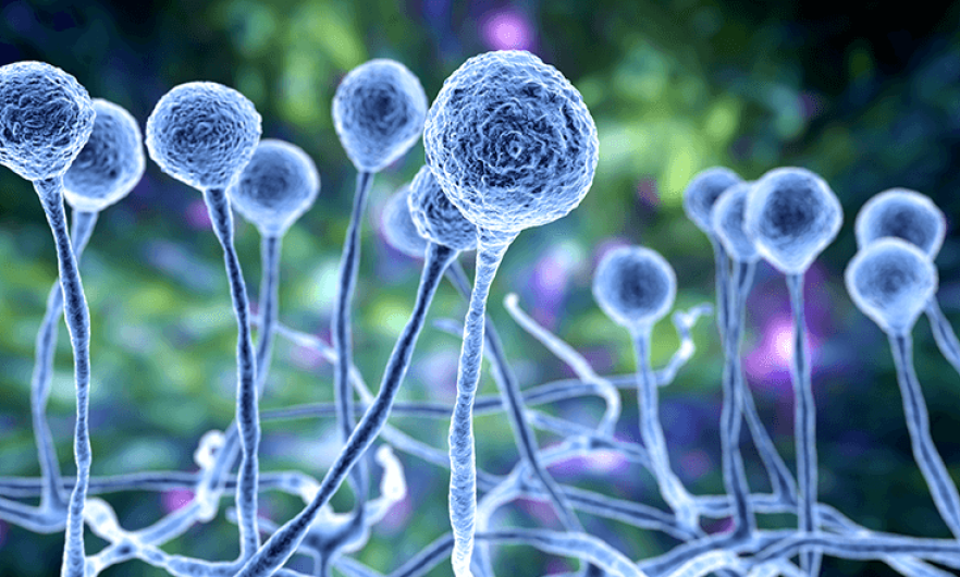 Can Breathing Mushroom Spores Make You Sick?